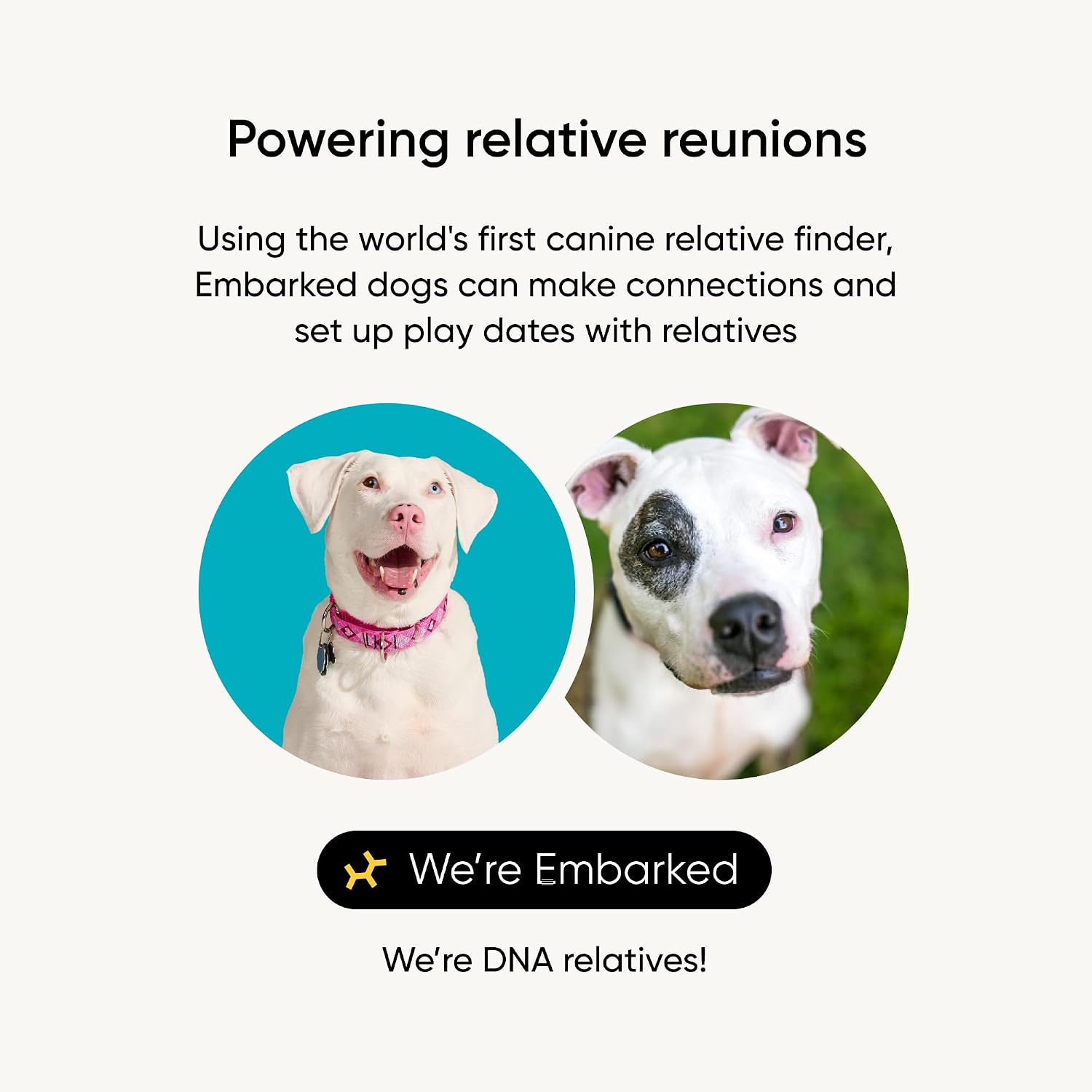 Embark Breed ID Dog DNA Test Kit – 400+ Breeds, 99% Breed Accuracy | Dog DNA testing kit for mixed breeds. Ancestry to great-grandparents