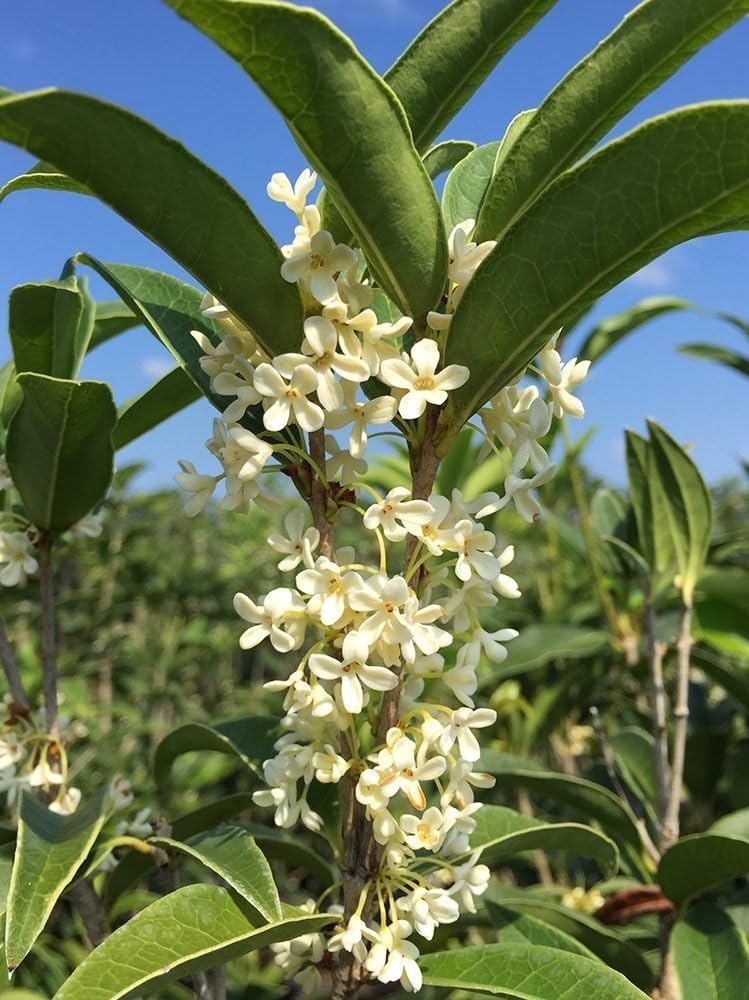 Perfect Plants Tea Olive Live Plant, 1 Gallon, Fragrant Osmanthus | Sweetly scented blooms perfume the whole yard, zones 8-11, glossy evergreen for privacy hedges, draws hummingbirds