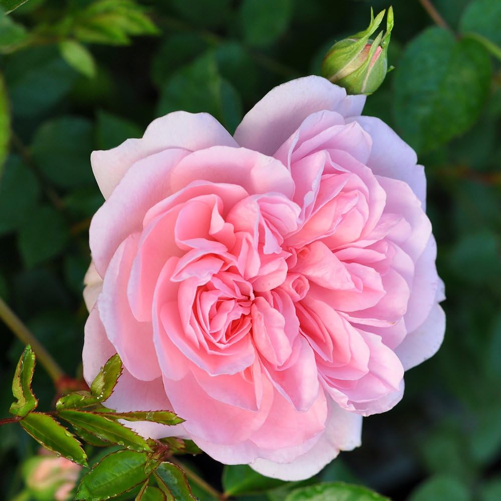 Heirloom Landscape Roses, Live Own Root Plant, Bonica®