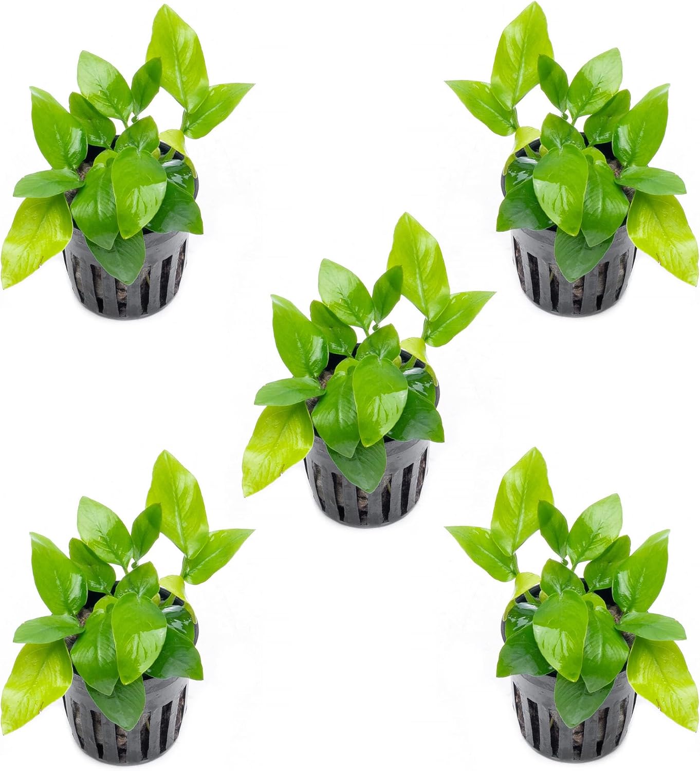 Anubias Nana Live Aquarium Plants - Potted Freshwater Plant for Fish Tanks, Terrariums - Beginner Friendly Low Light (1 Pot)
