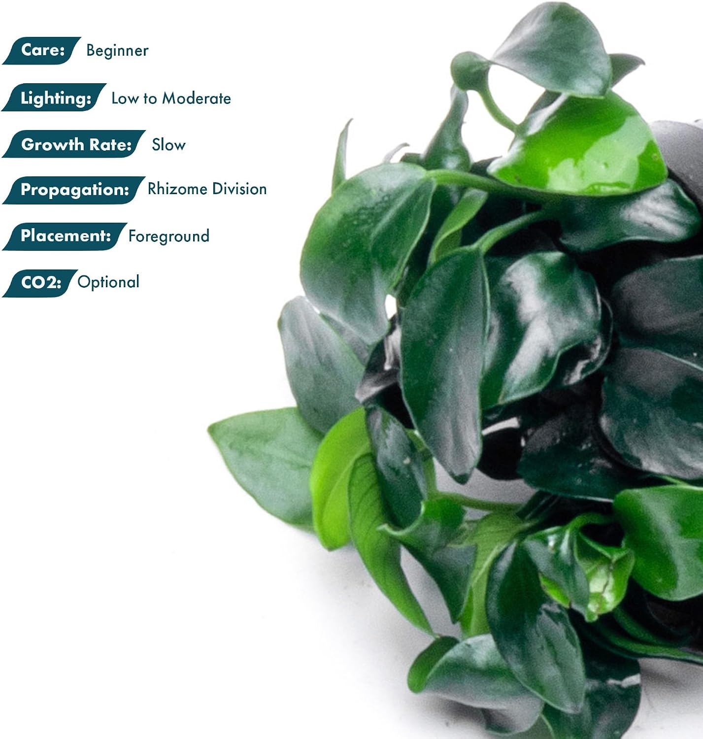 Anubias Nana Live Aquarium Plants - Potted Freshwater Plant for Fish Tanks, Terrariums - Beginner Friendly Low Light (1 Pot)