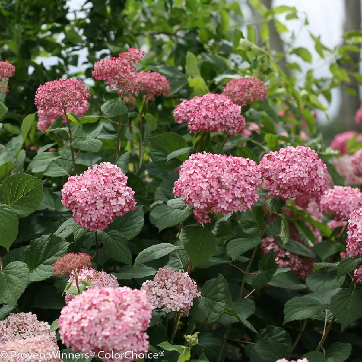 Invincibelle® Spirit II Hydrangea - 4" Pot - Proven Winners