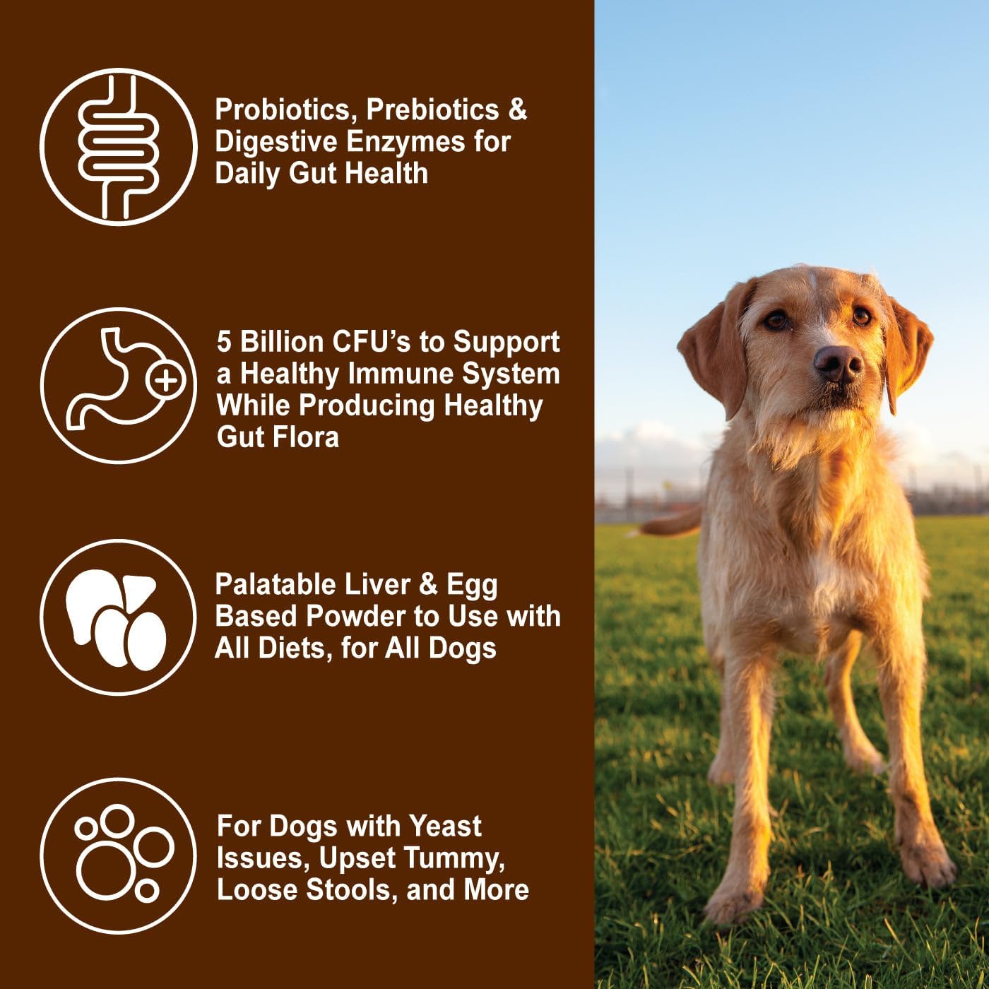 Dogzymes Probiotic Daily Balance - Supplies Nutritional Support and Live microorganisms for intestinal Well-Being as Well as enzymes for Proper Digestion. Liver and Egg Base. (1 Pound)