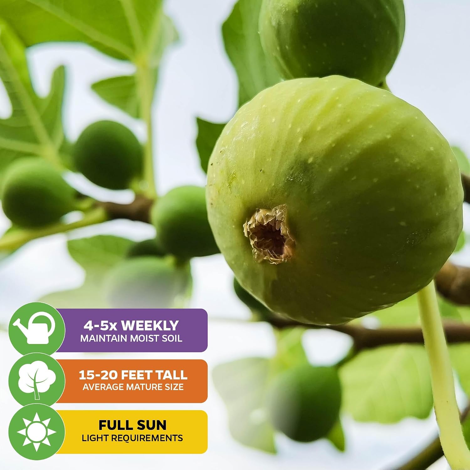 Beer's Black Fig Tree (Dwarf Habit) Live Plant - Ficus carica 'Beer's Black' - Wellspring Gardens - Cold-Hardy Fig, Dwarf Fig Tree, Compact Fig Plant - Fruit Bearing Starter Tree