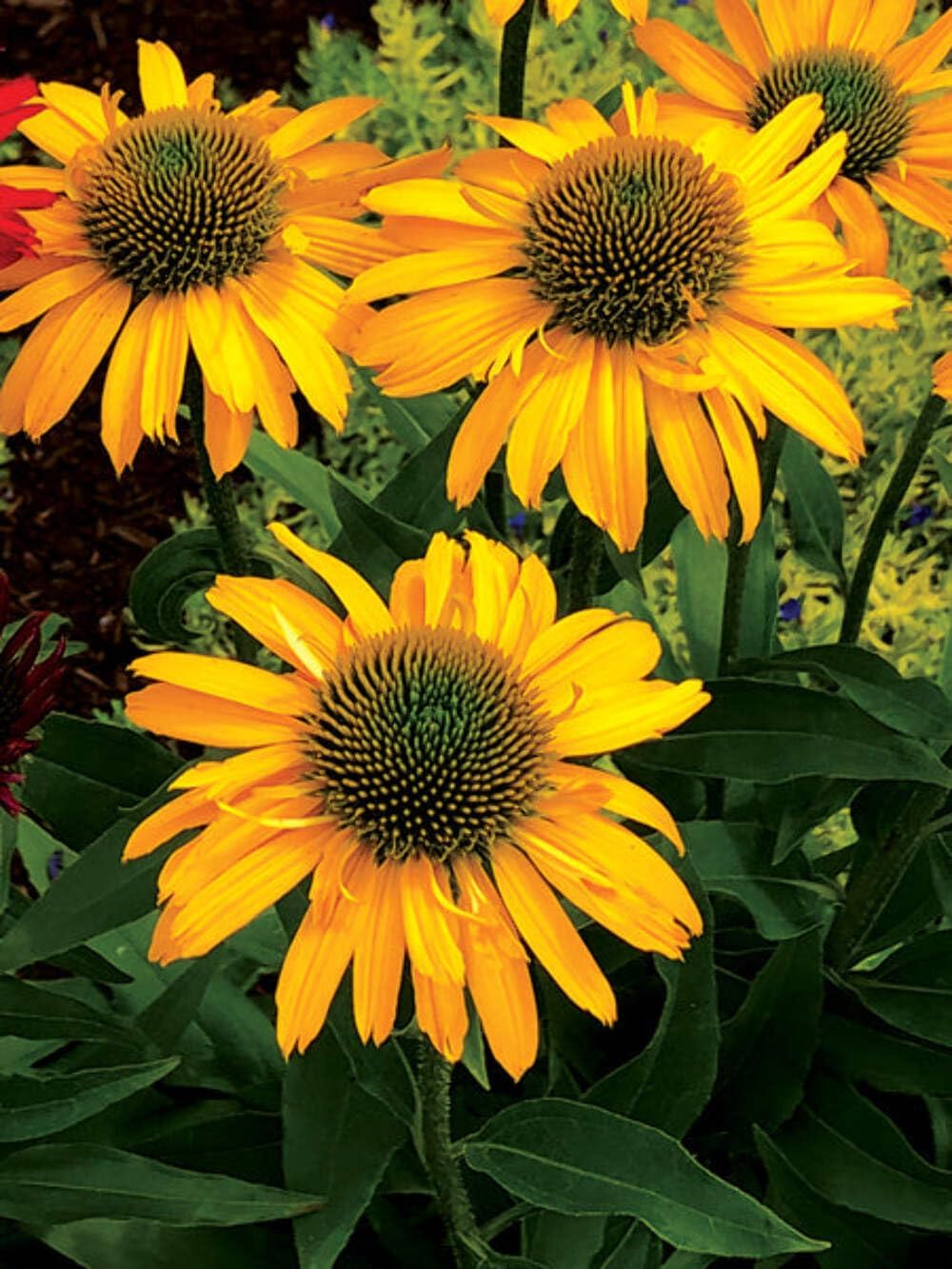 Echinacea purpurea ‘Cheyenne Spirit’ (Coneflower) Live Perennial, Size-#1 Container, Mixed Color Summer Flowers, USDA Zones 4-8