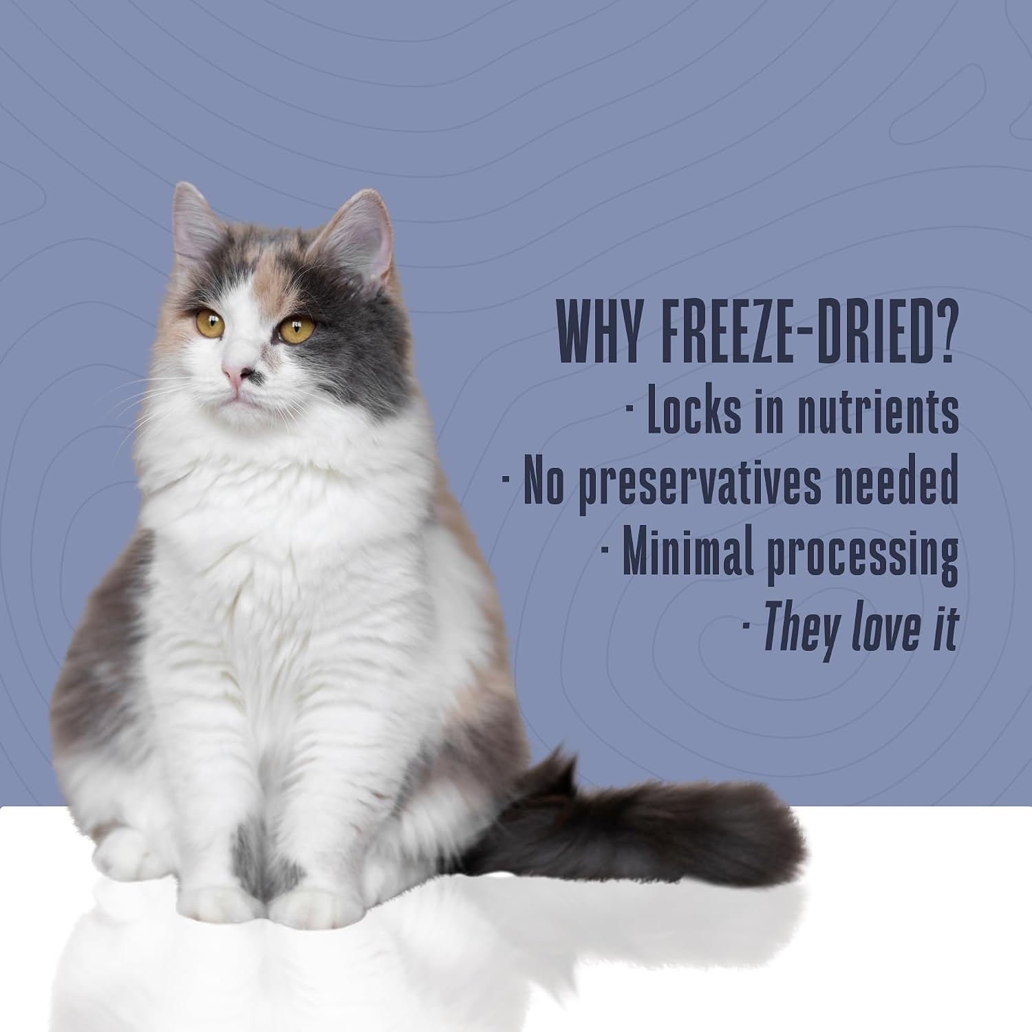 Whole Life Cat Just One Salmon Freeze Dried Cat Treats - Human Grade High Protein Food, Healthy Training Snacks, Freeze Dried Salmon Food Toppers, USA Made Natural Treats - 1 oz (Pack of 1)