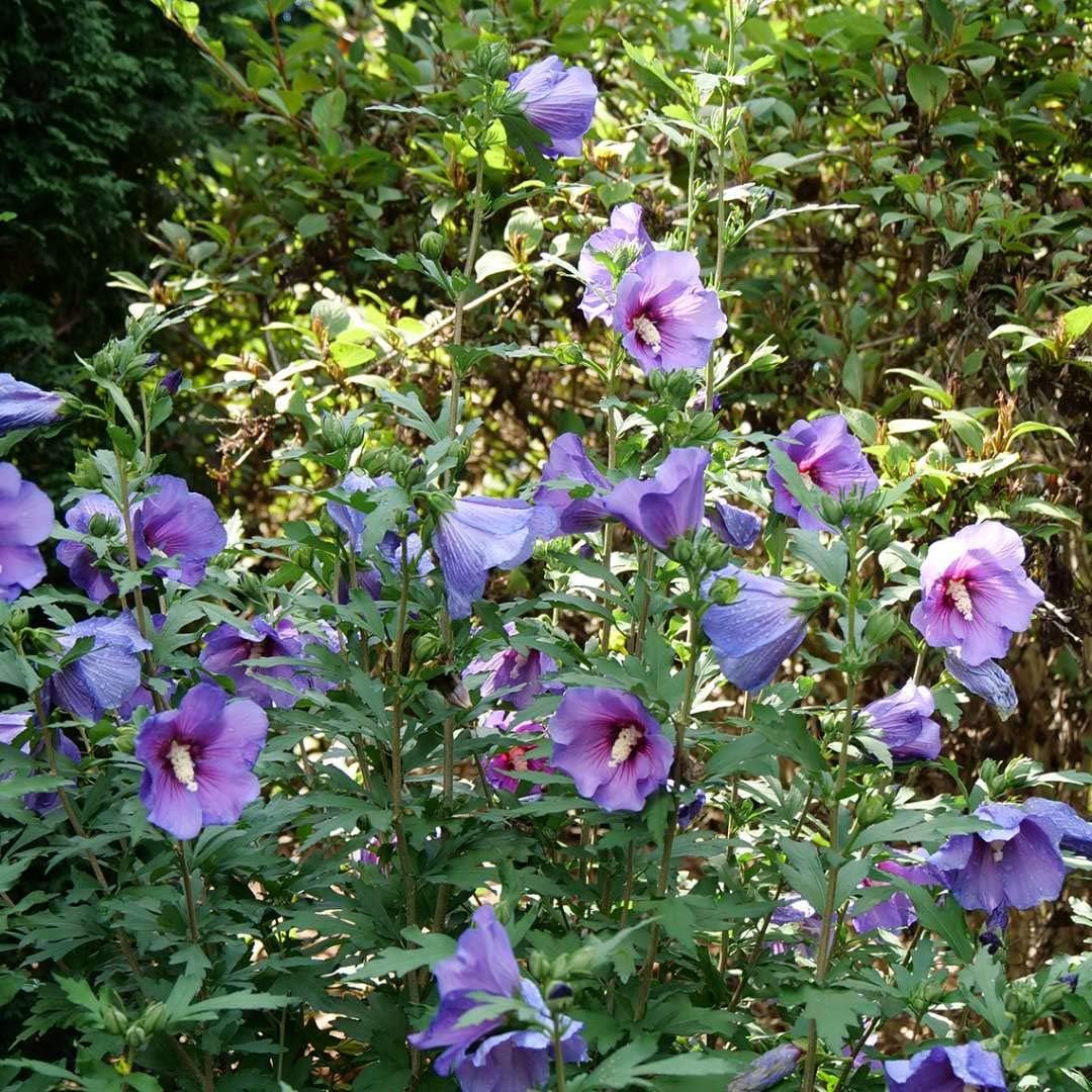 Paraplu® Violet - Rose of Sharon - Hibiscus - 4" Pot - Proven Winners