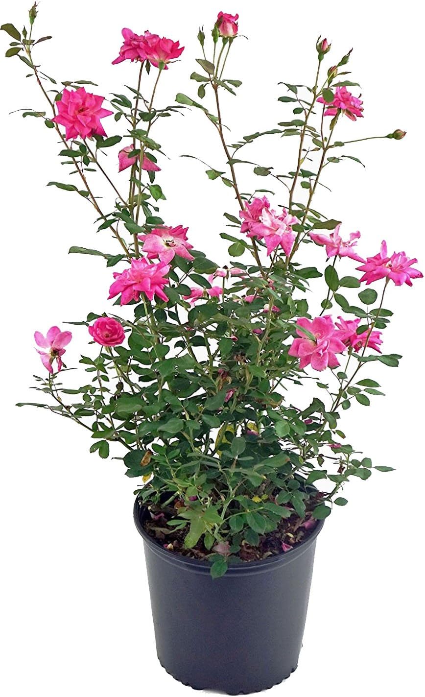 Rosa X Purple Pavement (Rose) Rose, purple flowers, #3 - Size Container