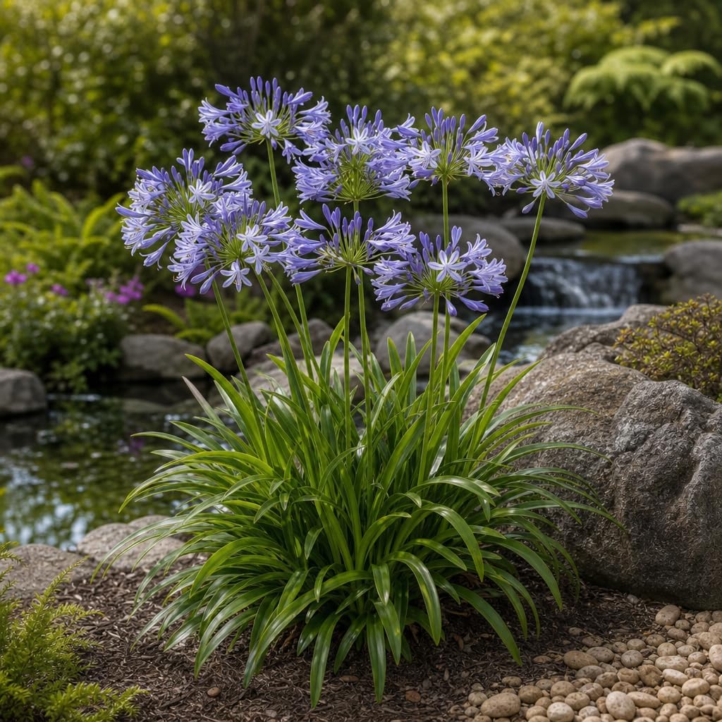 Blue Agapanthus Africanus Lily of the Nile | 30 Live Plants | Easy Care, Perennial Blooms, Attracts Pollinators, Drought Tolerant, Garden Borders, Ornamental Foliage, Summer Flowers