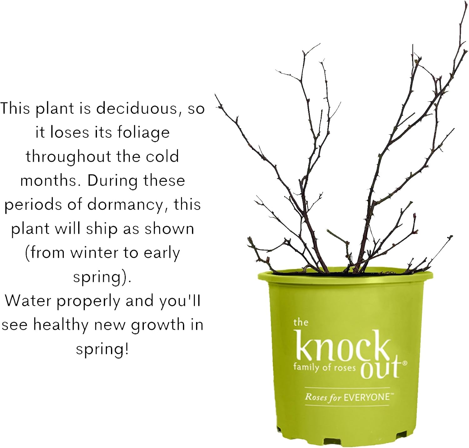 Knock Out 2 Gal. Double Pink Rose Shrub