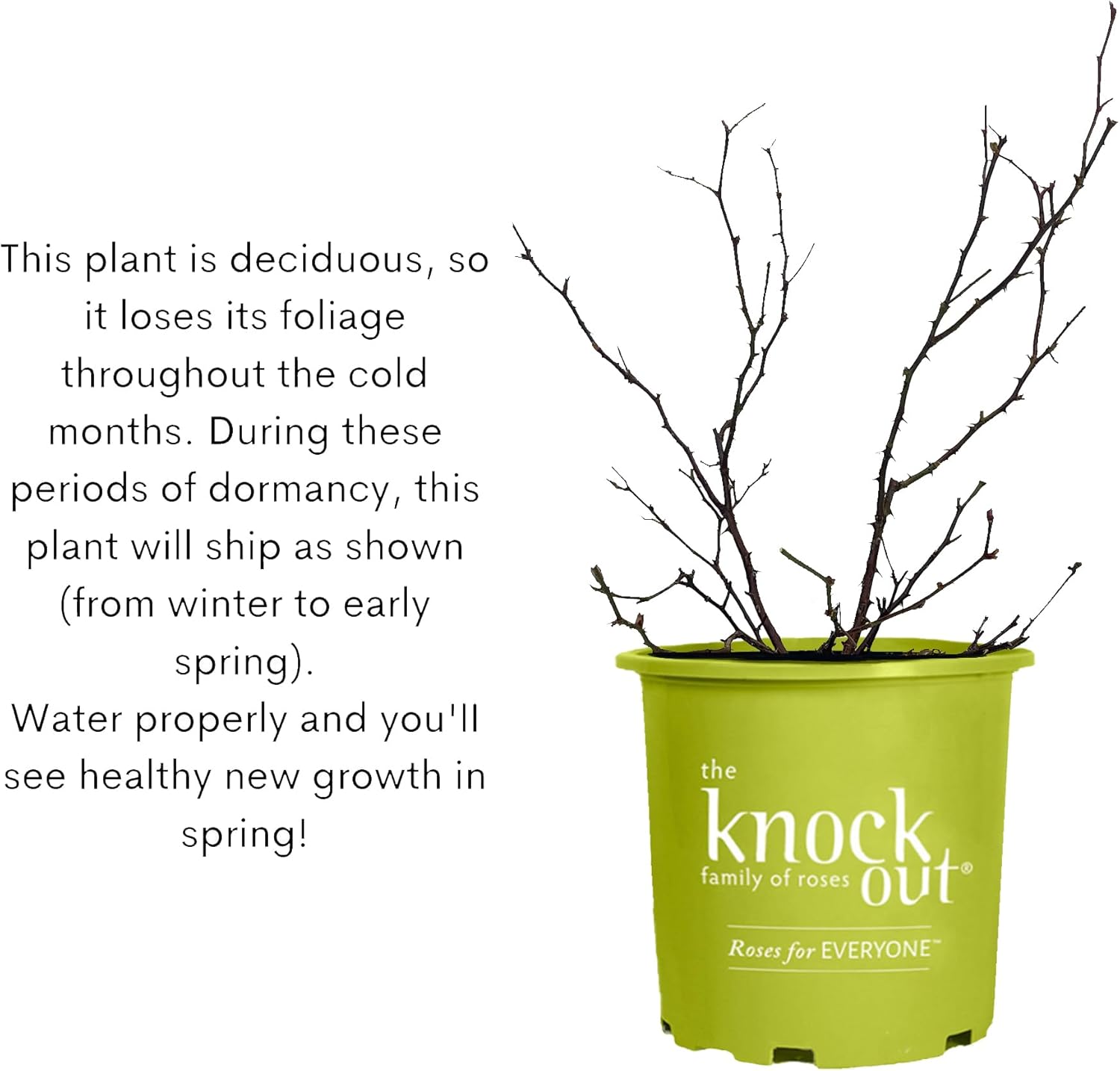 1 Gallon Easy Bee-zy Knock Out Rose