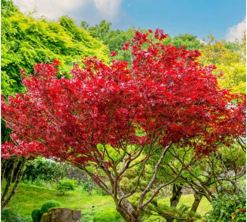 Red Japanese Maple - Live Plant 2-3 feet Tall - Deep Red Leaves