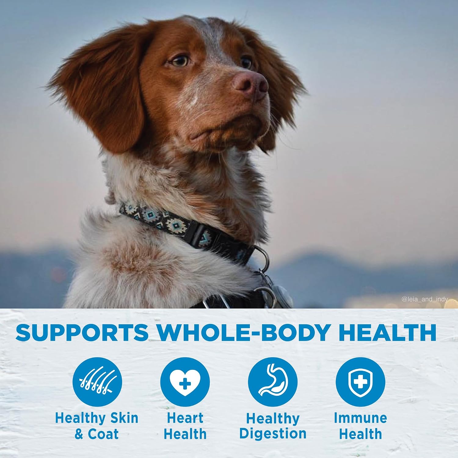 Wellness Simple Limited Ingredient Small Breed Adult Dry Dog Food, Grain Free Kibble, Sensitive Stomach, Skin & Coat Support, Natural, Chicken Free, Salmon and Potato Recipe, 10.5 lb Bag