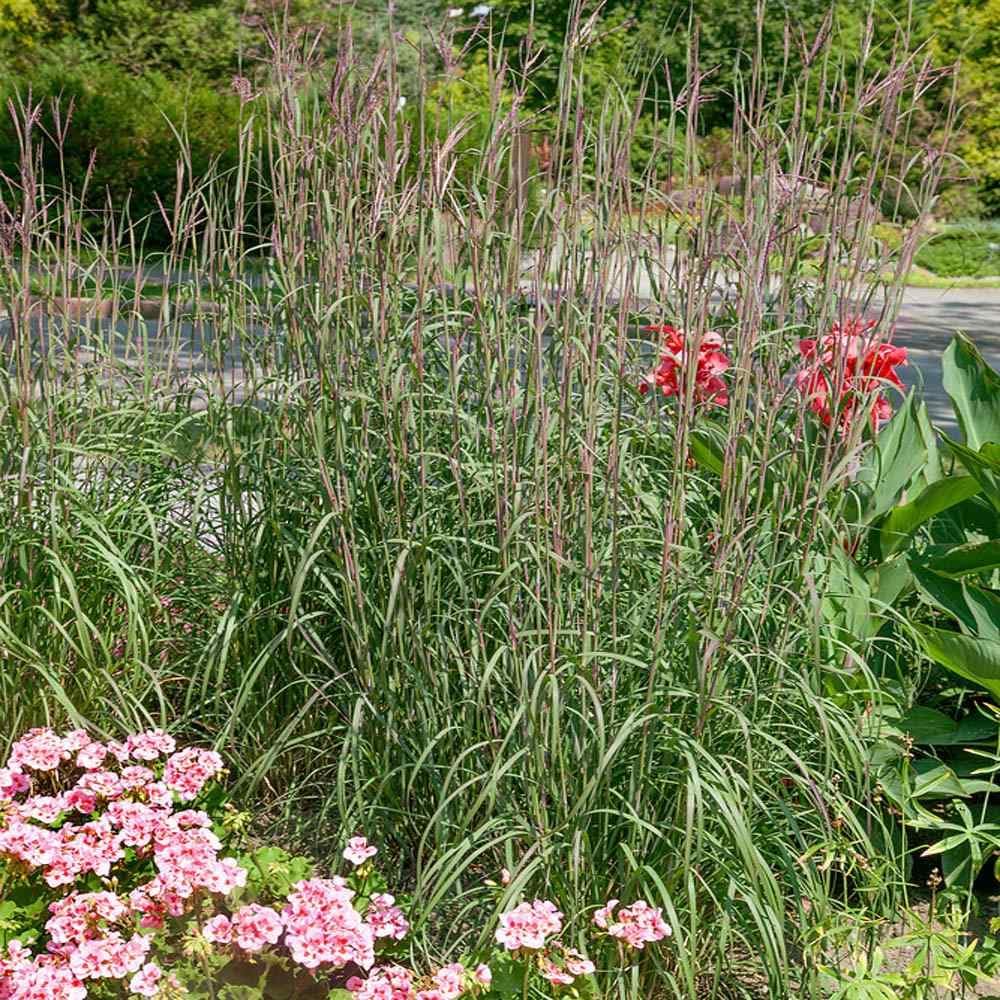 Outsidepride Perennial Andropogon Big Bluestem Grass Seed - 1 lb. Warm Season, Drought Resistant, Native Prairie Grass Seed, Ideal for Erosion Control, Ornamental Landscaping & Wildlife Gardens