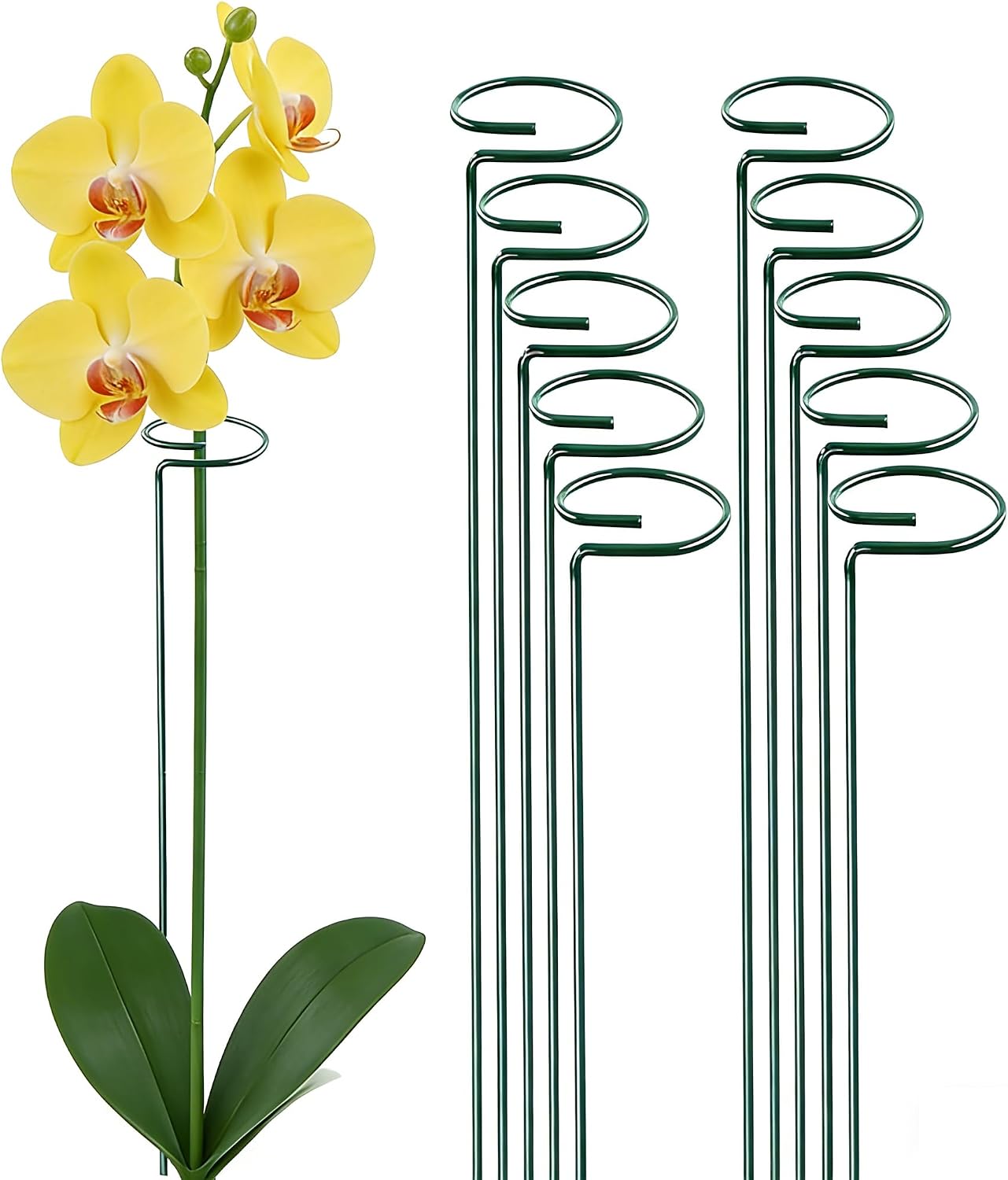 10 Pieces 24 inch Green Single Stem Plant Stakes Flower Support Rings,Gardening Planter Cages for Single Stem Flowers, Amaryllis, Peony, Lily,Narcissus