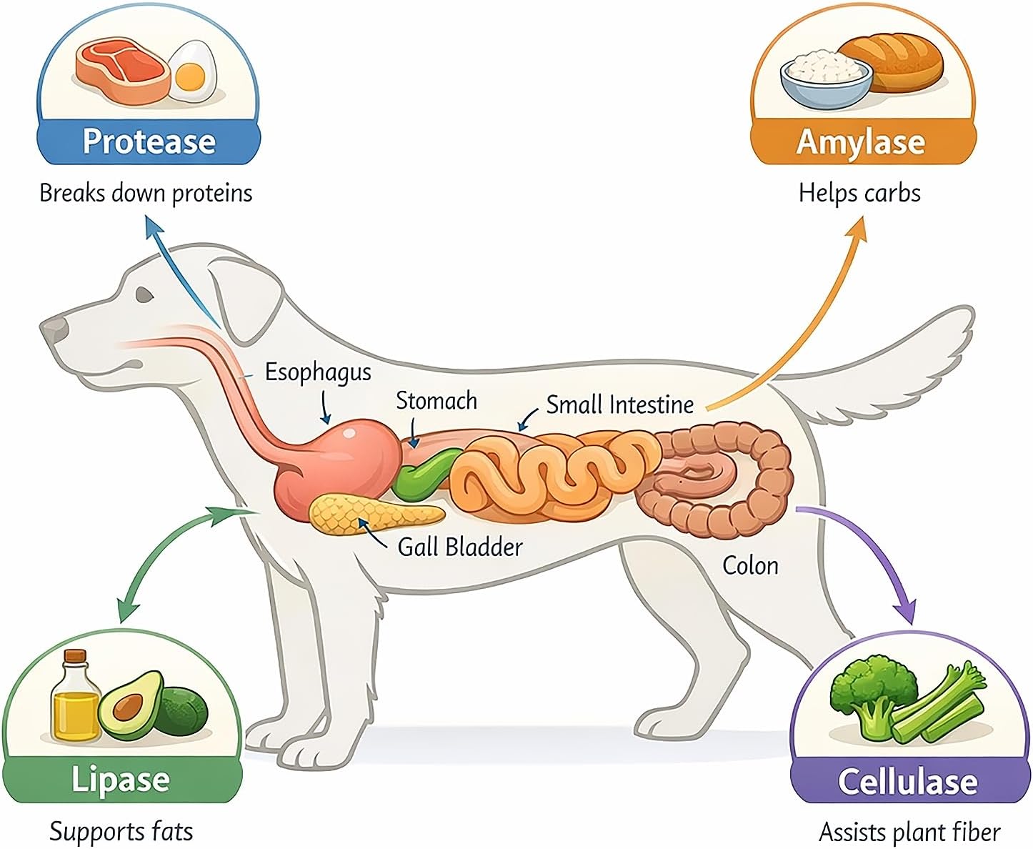 Digestive Enzymes + Probiotics for Dogs – Gut Health & Sensitive Stomach Support – Helps Relieve Gas