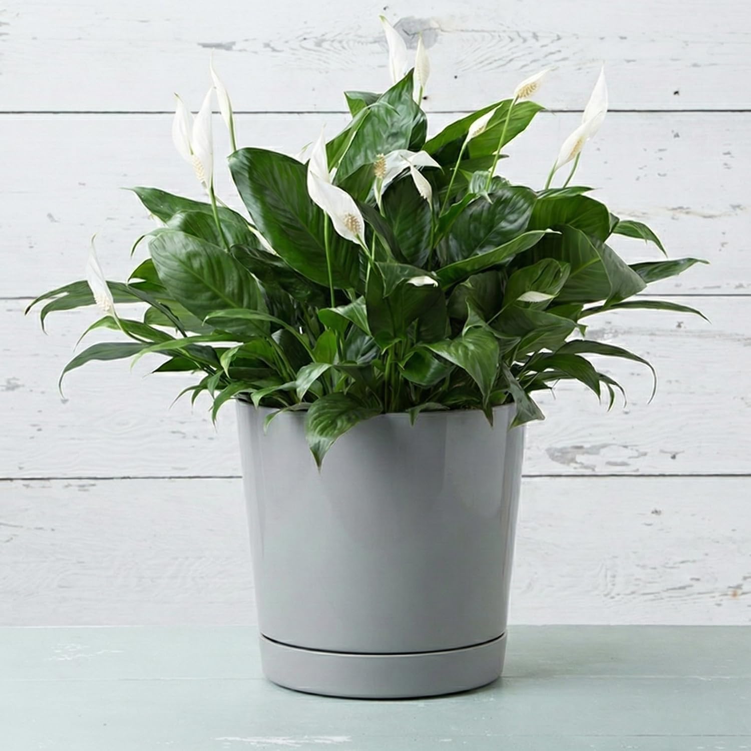 Novelty Majestic Full Depth Round Cylinder Pot, Glossy White, 8-Inch (10082)