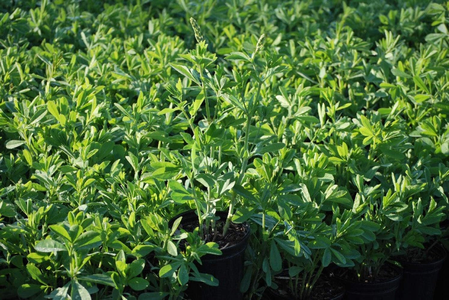 Baptisia Australis (False Indigo) Perennial, Size-#1 Container, Intense Blue Flowers