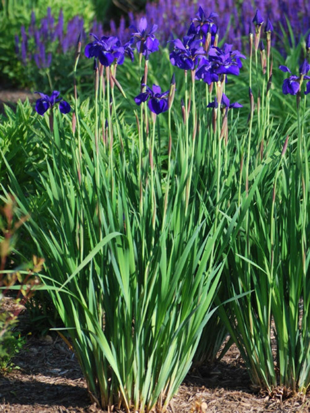 Iris s. 'Caesar's Brother' (Siberian) Perennial, Size-#1 Container, Deep Blue-Violet Flowers