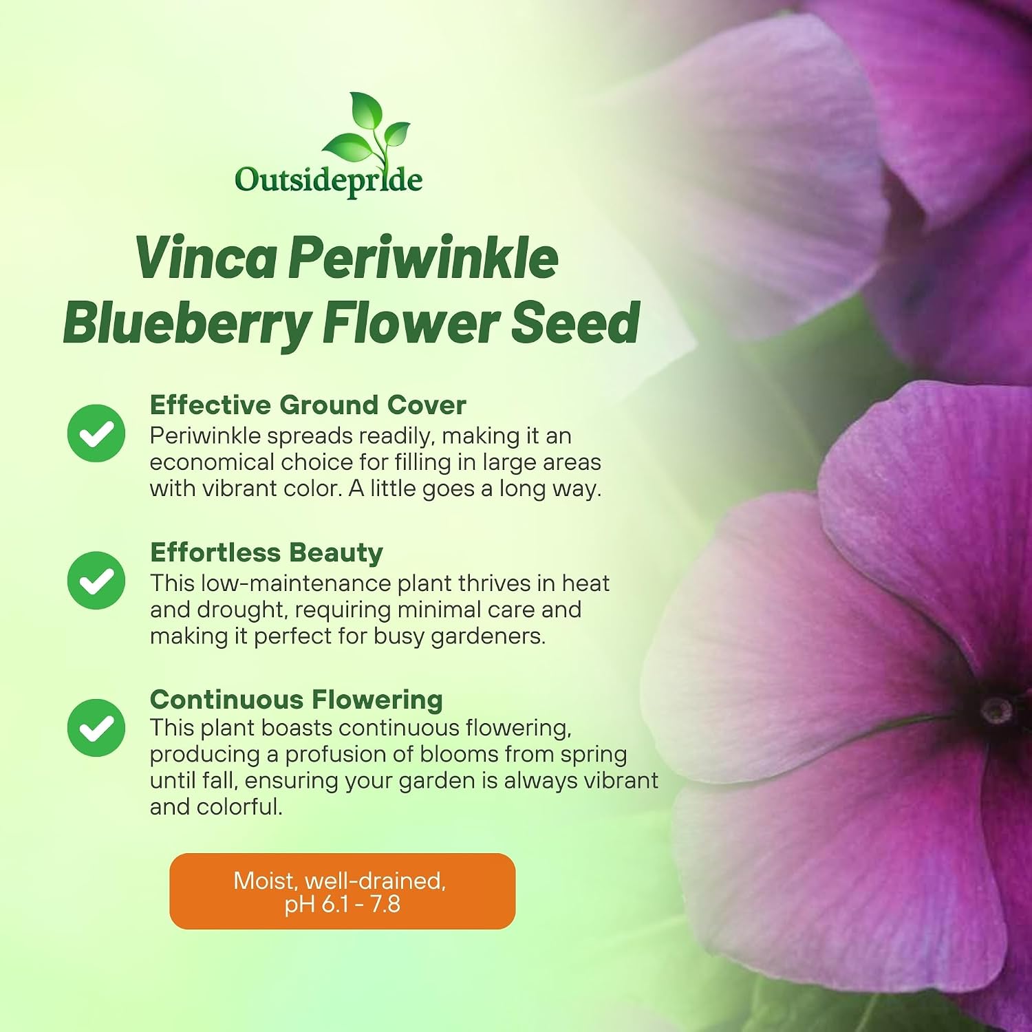Outsidepride Blueberry Periwinkle Seeds for Planting – 50 Pcs Annual, Fast-Blooming