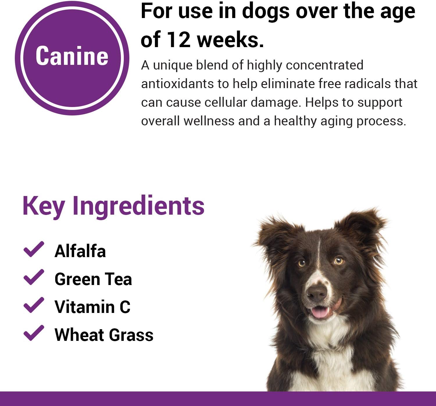 Coenzyme Q-10 Antioxidant Dog Supplement – Pet Health Supplement for Dogs – Supports Overall Dog Wellness, Aging – Includes Green Tea, Vitamin C