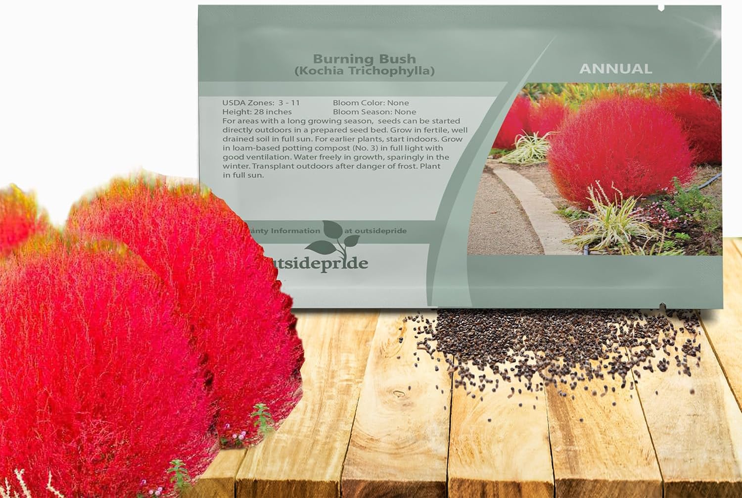 Outsidepride Kochia Trichophylla Burning Bush Seeds - 5000 Count (Vibrant Fall Color, Drought Tolerant) Shrubs and Bushes Live Plants Outdoor, No Maintenance Bushes for Landscaping