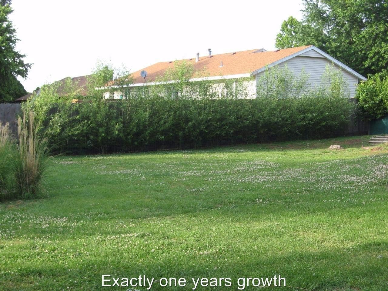 50 Austree Hybrid Willow Trees, Fastest Growing Shade or Privacy Tree - Austree Hybrid Willow Tree - 50 Live Trees