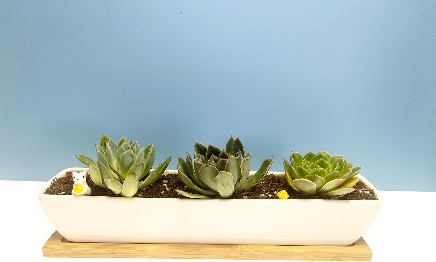 SeaStar White Rectangular Long Succulent Planter Pot, 11x2.16x1.75inch Modern Minimalist Ceramic Succulent Planter Pot with Saucer for Office, Desk