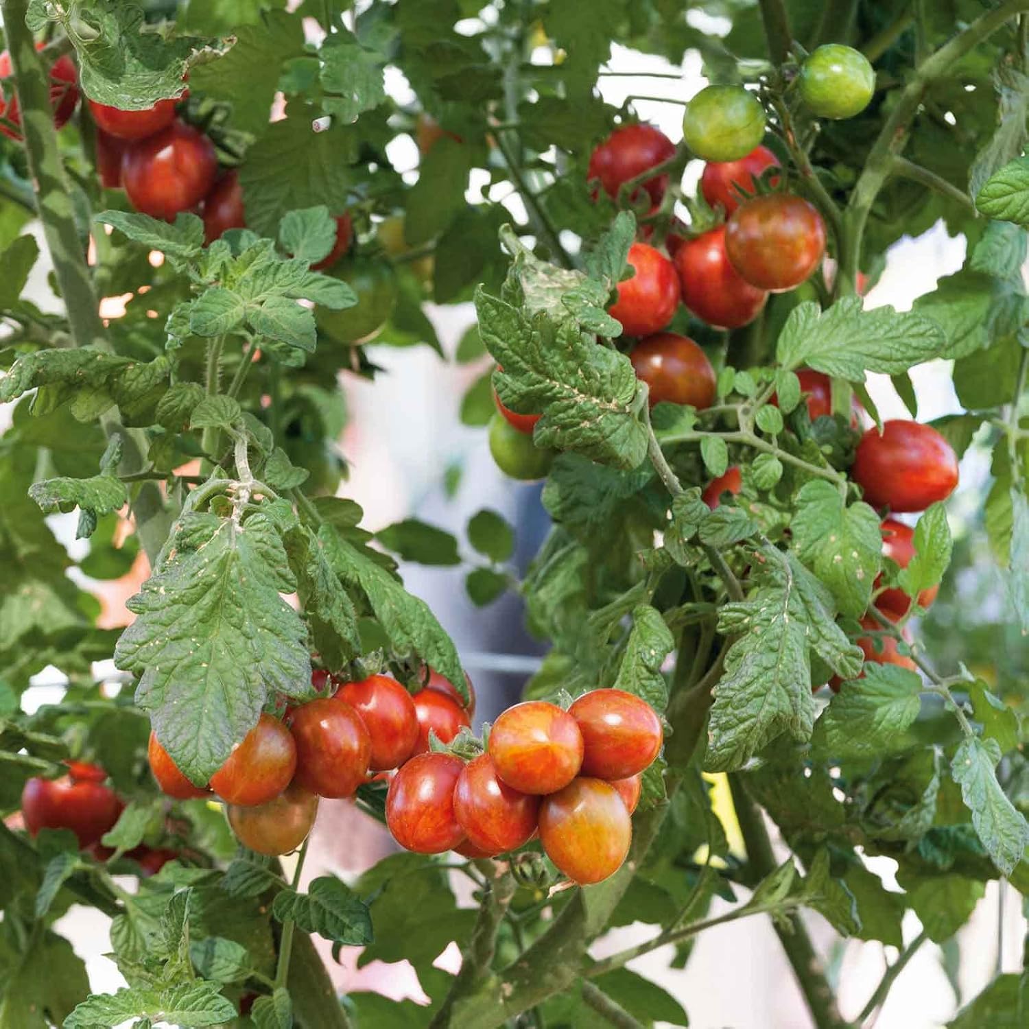 Eden Brothers Tomato Seeds - Persimmon Non-GMO Seeds for Planting, 1 oz | Low-Maintenance Vegetable Seeds, Plant During Warm Season, Zones 10, 3, 4, 5, 6, 7, 8, 9
