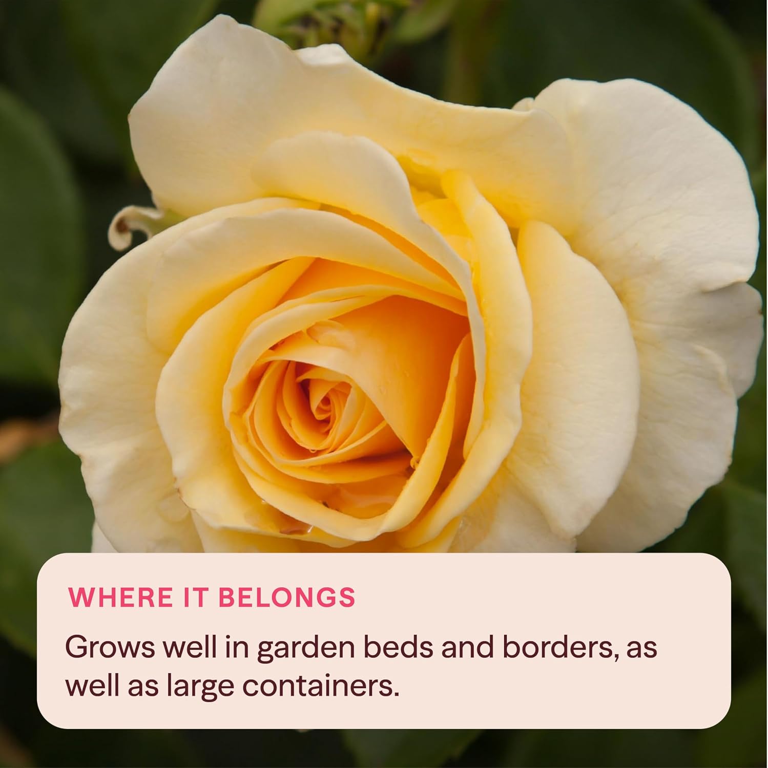 Heirloom Floribunda Roses, Live Own Root Plant, Julia Child™ | Moderately Fragrant, Hardiness Zones: 6-10, Continual Blooming,For Outdoor Gardens, Planters, and Pots