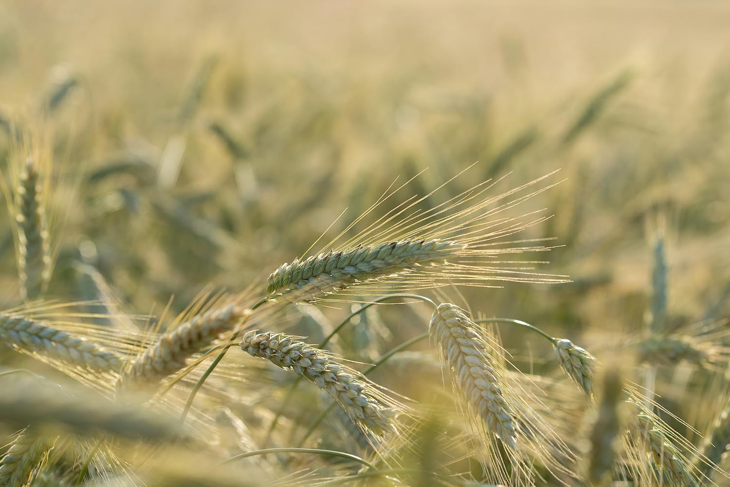 All Good Things Organic Hard Red Spring Wheat Seeds for Planting: 200 Count | Classic Bread-Baking Wheat, High-Protein Hard Red Kernels, Homestead Grain Plot Staple, Doubles as Cover Crop, Non-GMO