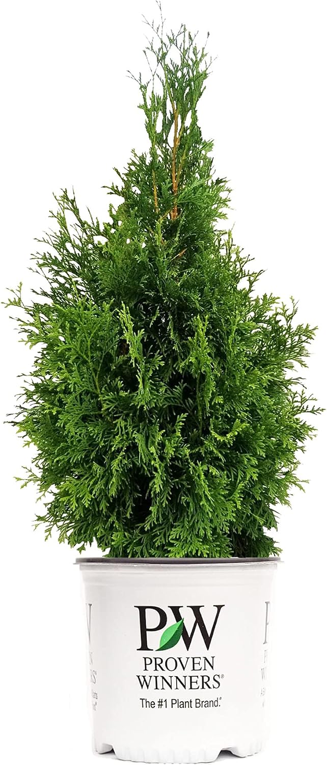 Live Plant Thuja-X Green Giant Evergreen Tree (Western Arborvitae), 3-Gallon Fully Potted Plant from Green Promise Farms