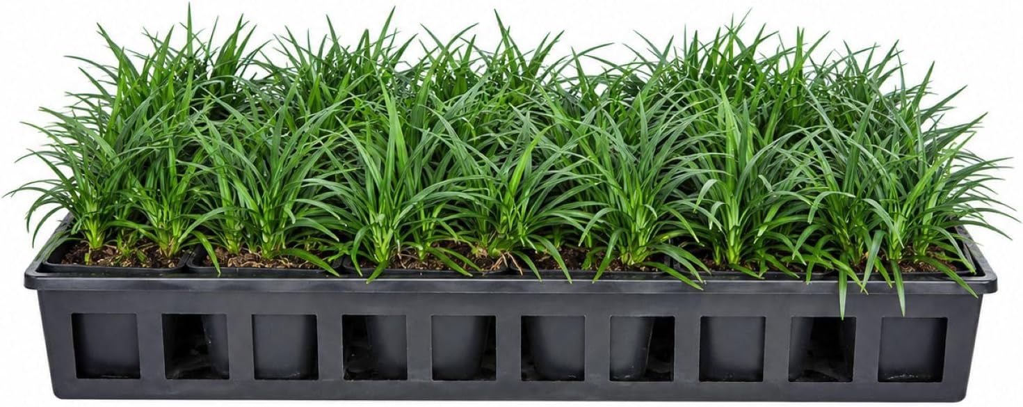 Dwarf Mondo Grass (Ophiopogon japonicus 'Nana') 18 Count Flat, 3.5" pots