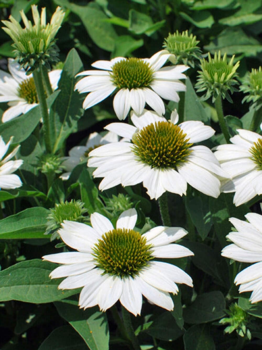 Echinacea purpurea ‘Cheyenne Spirit’ (Coneflower) Live Perennial, Size-#1 Container, Mixed Color Summer Flowers, USDA Zones 4-8