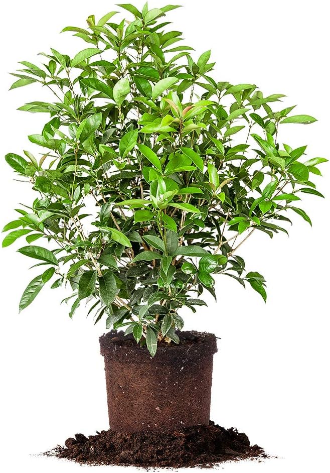 Perfect Plants Tea Olive Live Plant, 1 Gallon, Fragrant Osmanthus | Sweetly scented blooms perfume the whole yard, zones 8-11, glossy evergreen for privacy hedges, draws hummingbirds