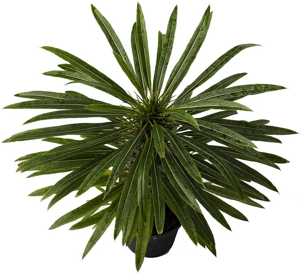 American Plant Exchange Live Madagascar Palm Tree, Plant Pot for Home and Garden Decor, 4" Pot