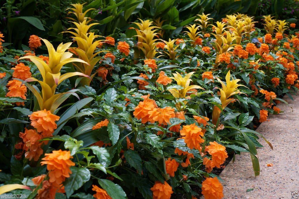 Crossandra Seeds,orange Marmalade -Firecracker Flower- Very Rare Tropical Plant