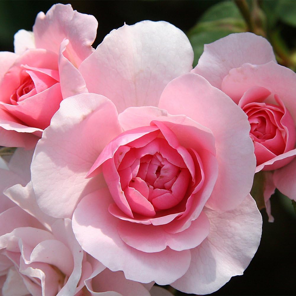 Heirloom Landscape Roses, Live Own Root Plant, Bonica®