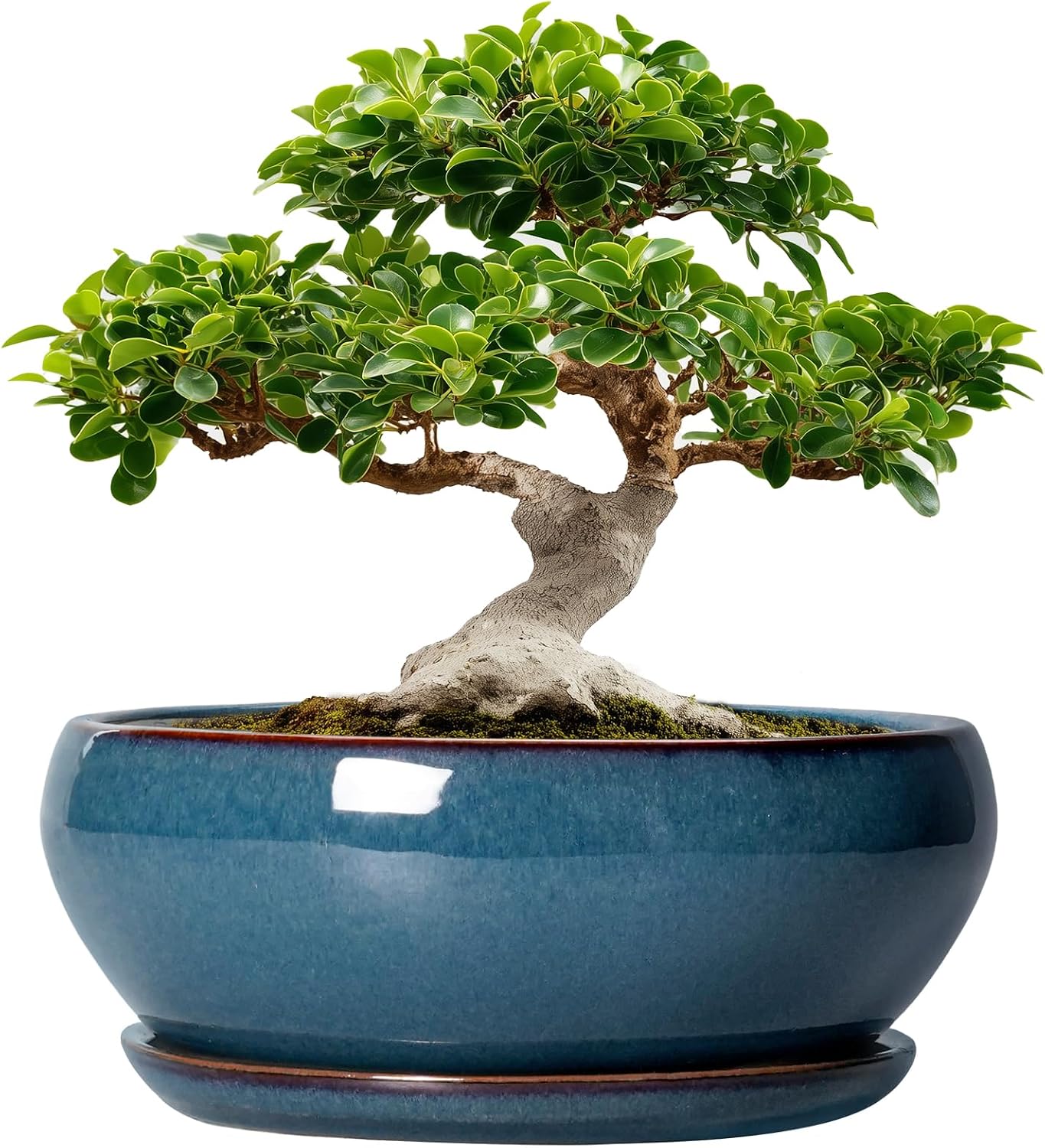 SQOWL 7 Inch Round Ceramic Succulent Planter Pot Drip Glazed Shallow Planter with Drainage Bamboo Tray for Indoor Plants