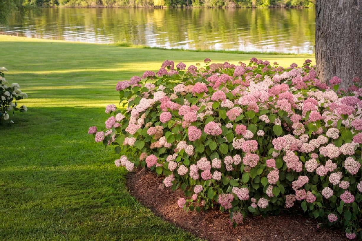 Invincibelle® Spirit II Hydrangea - 4" Pot - Proven Winners