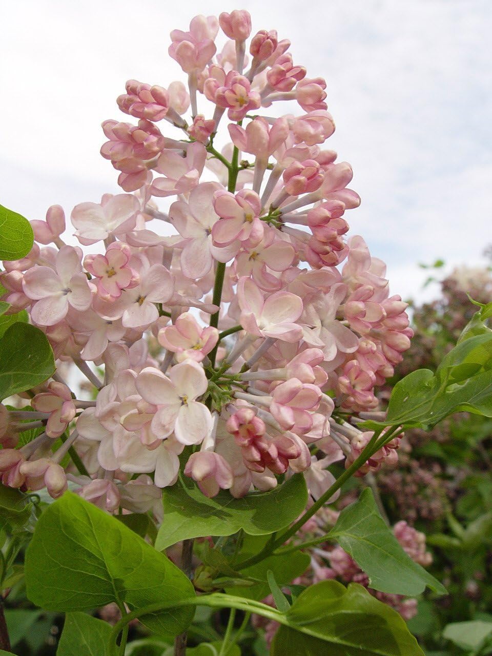 Proven Winners - Syringa x Bloomerang Dark Purple (Reblooming Lilac) Shrub, dark purple flowers, #3 - Size Container