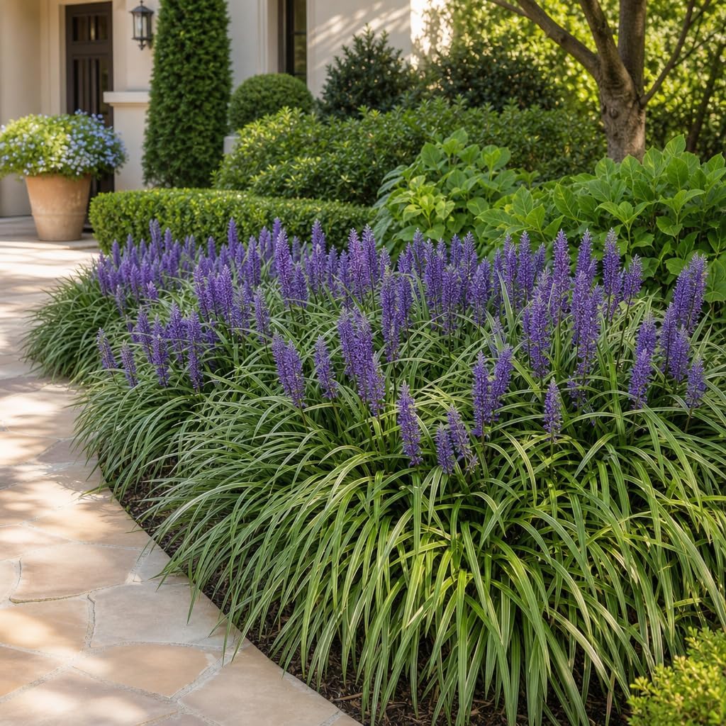 Liriope Super Blue | 10 Live Plants | Liriope muscari 'Super Blue' | Ornamental Ground Cover Plants | Shade-Tolerant Landscaping Perennial