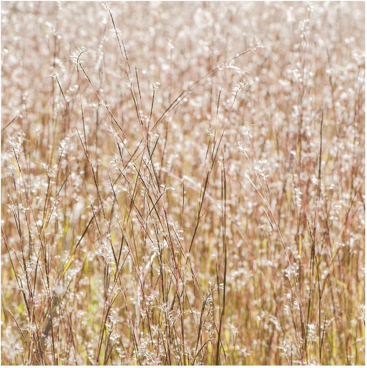 1000 Little Bluestem Native Grass Seeds - Gold Vault Jumbo Seed Packet