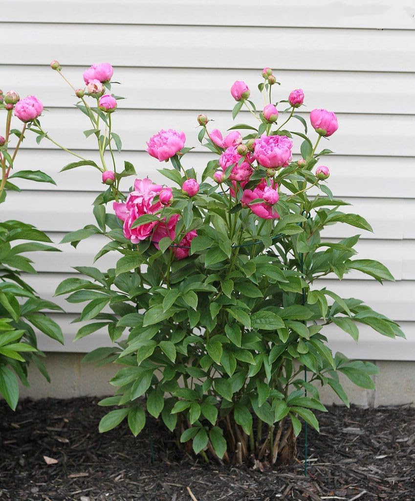 MTB Supply 5 Pack 36" x 18" Peony Double Ring Plant Support,Plant Support Stakes for Tomatoes Peony Lily Rose Plant Support Rings Peony Cages for Outdoor Plants Flowers Vegetables