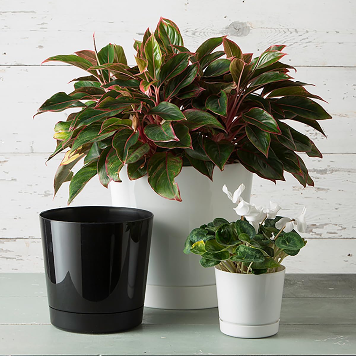 Novelty Majestic Full Depth Round Cylinder Pot, Glossy White, 8-Inch (10082)
