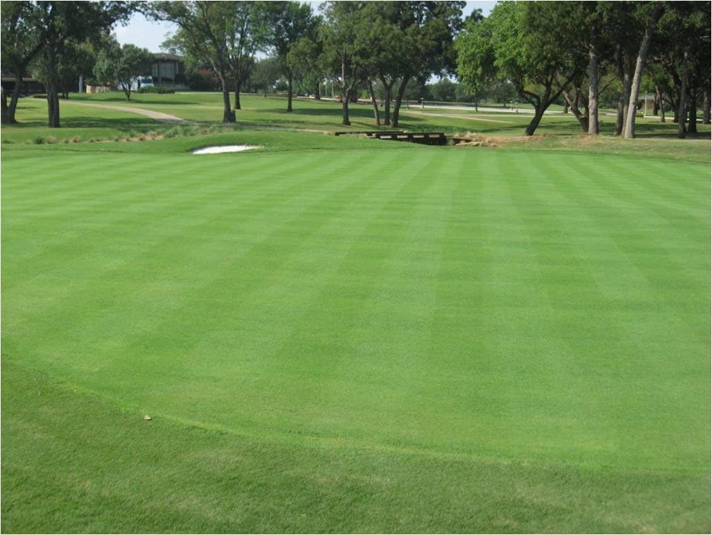 Creeping BentGrass Seeds, 5 Pounds
