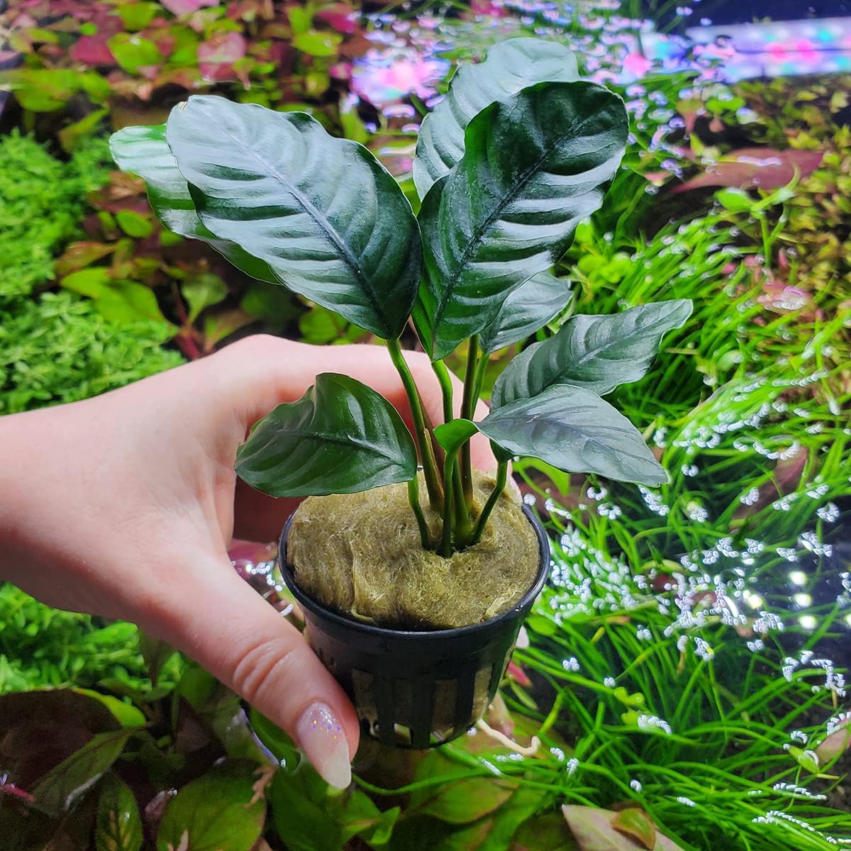 Anubias Nana Live Aquarium Plants - Potted Freshwater Plant for Fish Tanks, Terrariums - Beginner Friendly Low Light (1 Pot)