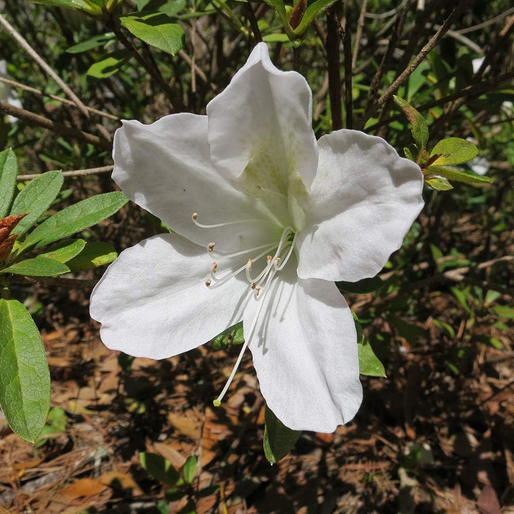 PERFECT PLANTS GG Gerbing Azalea Live Plant, 3 Gallon, Includes Care Guide