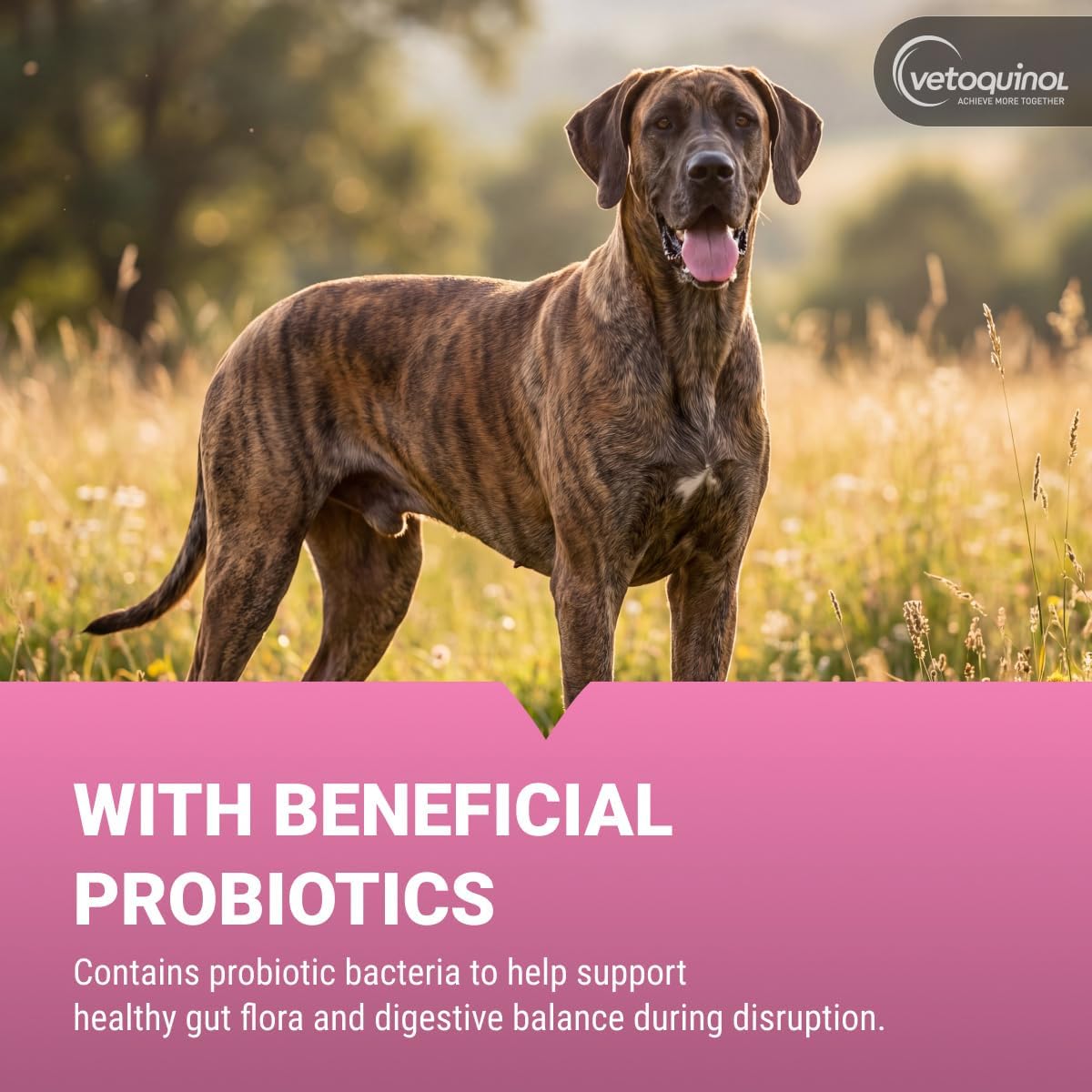 Vetoquinol Pro-Pectalin Oral Paste for Dogs & Cats – Chicken Flavor – Helps Reduce Occasional Loose Stool & Diarrhea, Balance Gut pH, Support Normal Digestion & Intestinal Flora - 30 cc