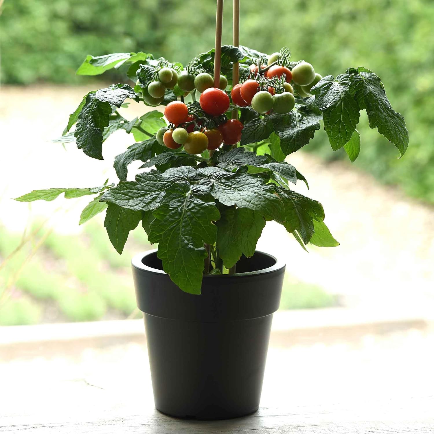 Eden Brothers Tomato Seeds - Persimmon Non-GMO Seeds for Planting, 1 oz | Low-Maintenance Vegetable Seeds, Plant During Warm Season, Zones 10, 3, 4, 5, 6, 7, 8, 9